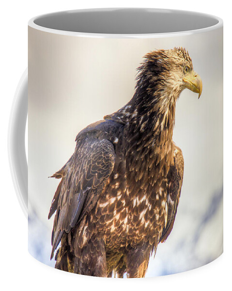 Juvenile Coffee Mug featuring the photograph Juvenile Bald Eagle in Homer Alaska by Natasha Bishop