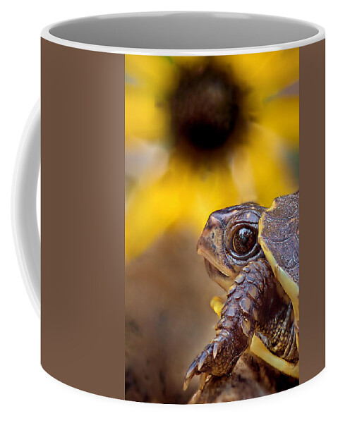 2012 Coffee Mug featuring the photograph Juvenile Box Turtle by Robert Charity