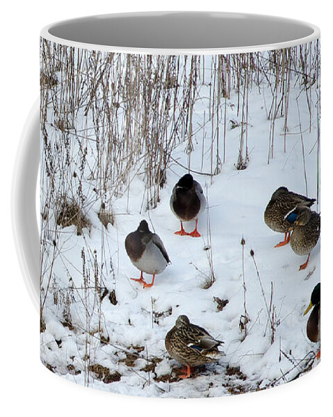 Mallard Coffee Mug featuring the photograph Keeping Warm by Laurel Best