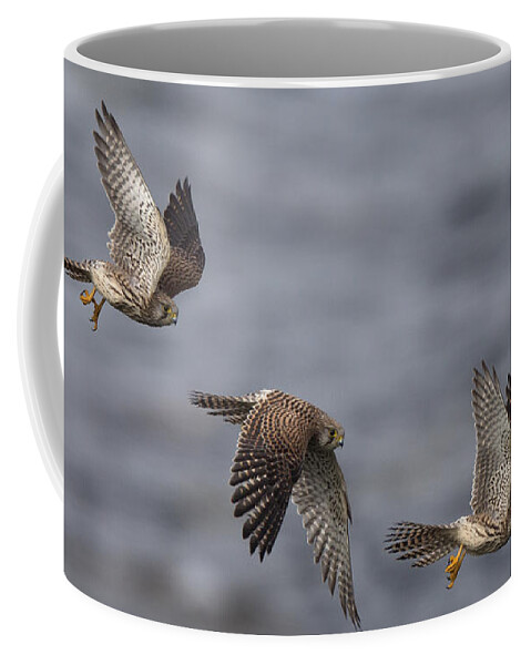 Photo Coffee Mug featuring the photograph Falco tinnunculus photomontage by Tony Mills