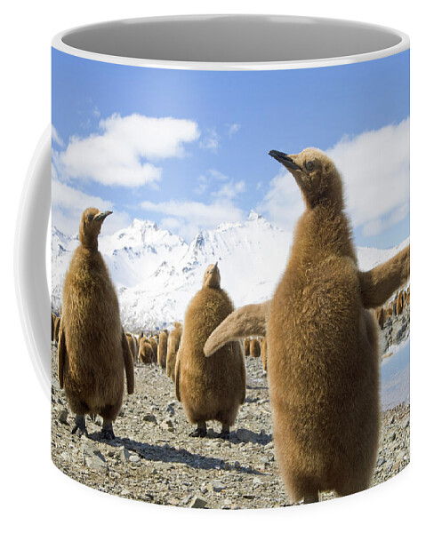 00345959 Coffee Mug featuring the photograph King Penguin Chicks by Yva Momatiuk and John Eastcott