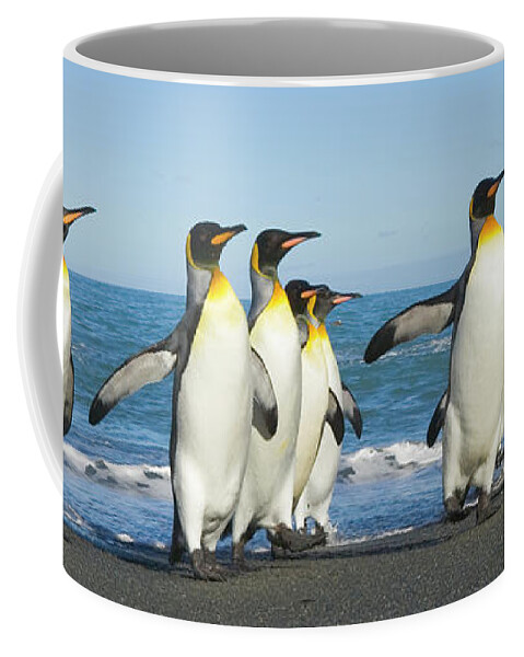00345353 Coffee Mug featuring the photograph King Penguins Coming Ashore Gold Harbour by Yva Momatiuk John Eastcott