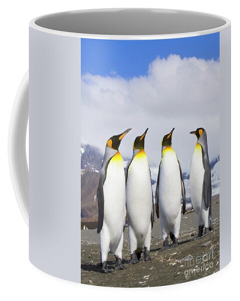 00345340 Coffee Mug featuring the photograph King Penguins St Andrews Bay by Yva Momatiuk John Eastcott