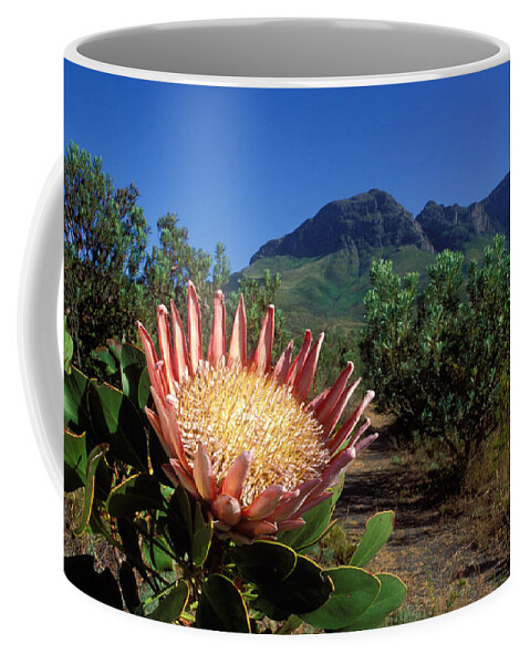 Protea Coffee Mug featuring the photograph King Protea Flower by Nigel Dennis