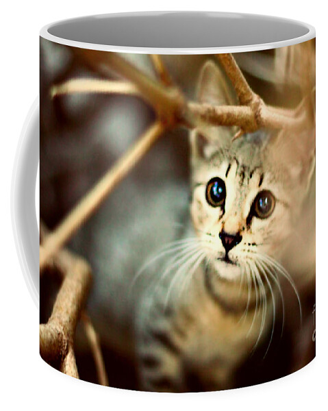 Kitten Coffee Mug featuring the photograph Kitten by Jasna Buncic