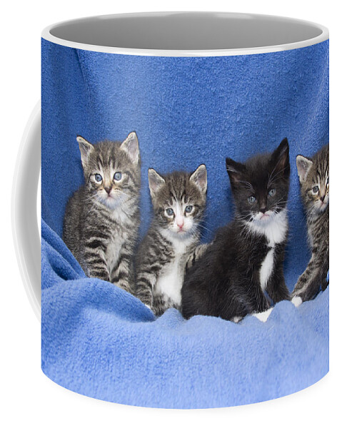 Feb0514 Coffee Mug featuring the photograph Kittens Sitting On Blanket by Duncan Usher