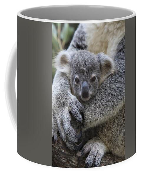 Feb0514 Coffee Mug featuring the photograph Koala Joey In Mothers Arms Australia by Suzi Eszterhas
