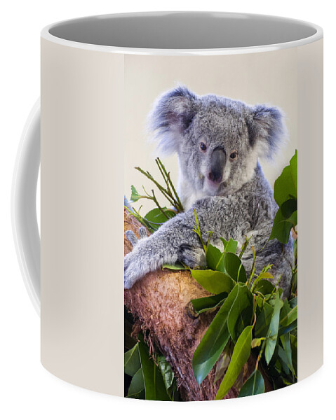 Koala Coffee Mug featuring the photograph Koala on top of a tree by Flees Photos