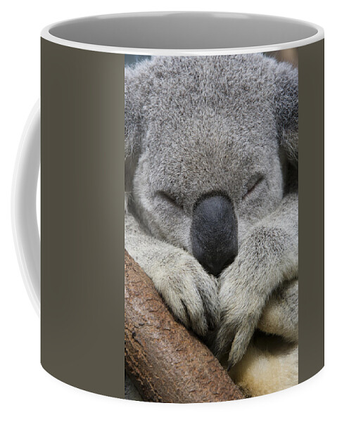 Feb0514 Coffee Mug featuring the photograph Koala Sleeping Australia by Suzi Eszterhas