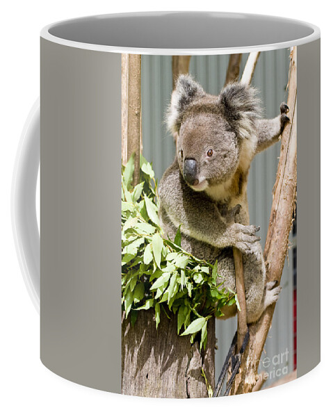 Koala Coffee Mug featuring the photograph Koala by Steven Ralser