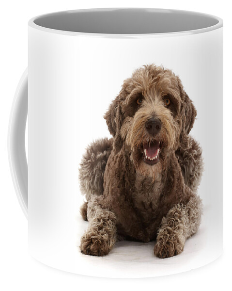 Animals Coffee Mug featuring the photograph Labradoodle Lying With Head by Mark Taylor