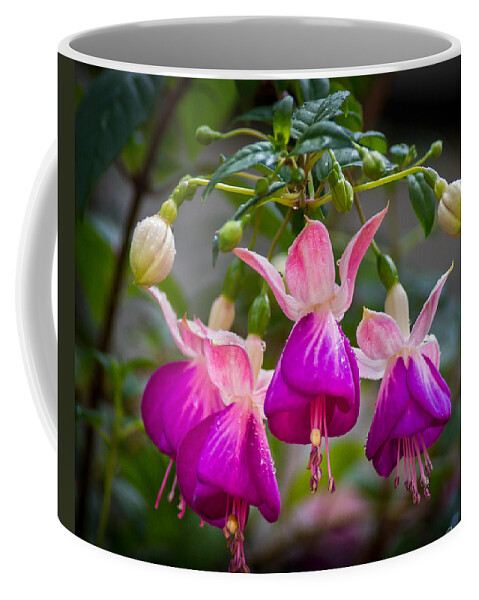 Purple Coffee Mug featuring the photograph Ladies Dancing by Bill Pevlor