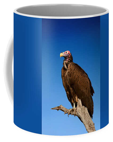 Vulture Coffee Mug featuring the photograph Lappetfaced Vulture against blue sky by Johan Swanepoel