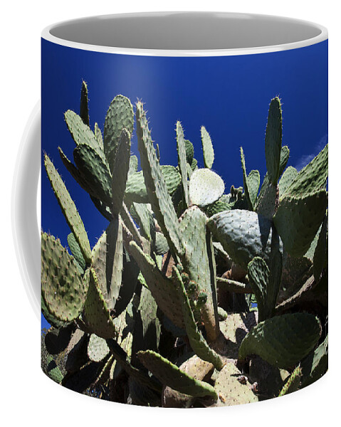 https://render.fineartamerica.com/images/rendered/default/frontright/mug/images-medium-5/large-cactus-plant-jason-o-watson.jpg?&targetx=150&targety=0&imagewidth=499&imageheight=333&modelwidth=800&modelheight=333&backgroundcolor=161710&orientation=0&producttype=coffeemug-11