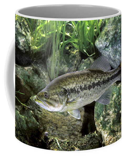 Angling Coffee Mug featuring the photograph Largemouth Bass by E.r. Degginger