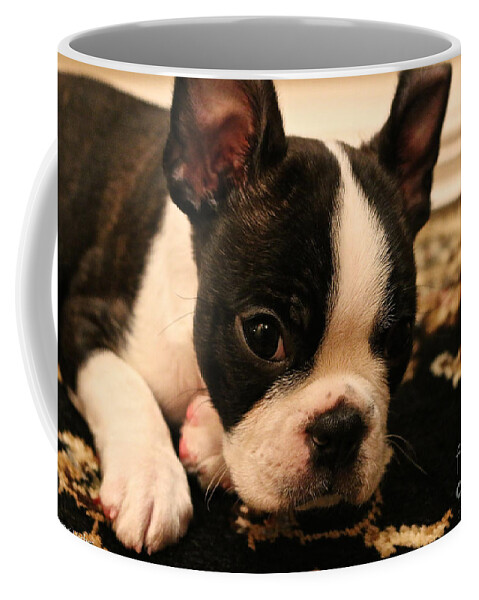 Animal Coffee Mug featuring the photograph Late Nights by Susan Herber
