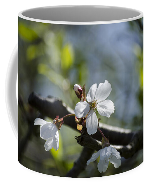 Green Coffee Mug featuring the photograph Late Spring Blossom by Spikey Mouse Photography