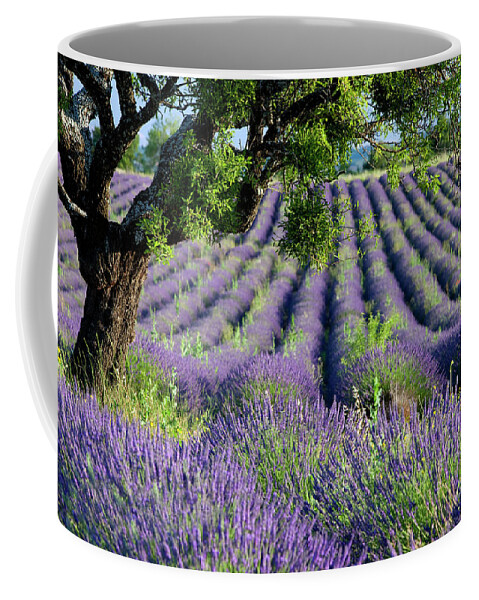 Lavender Coffee Mug featuring the photograph Lavender Field II - Lone Tree - Provence France by Brian Jannsen