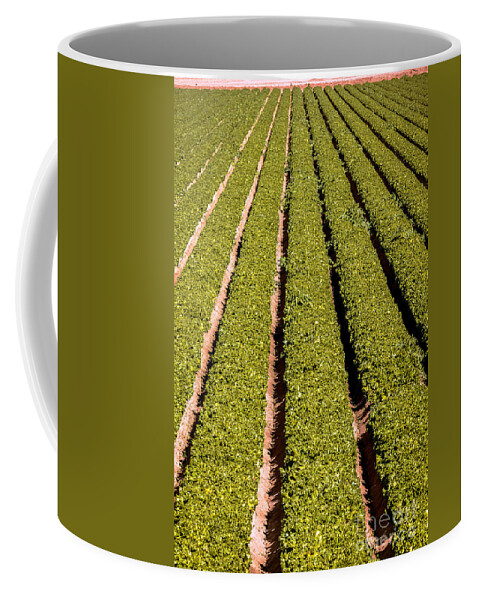 Yuma Coffee Mug featuring the photograph Leaf Lettuce by Robert Bales