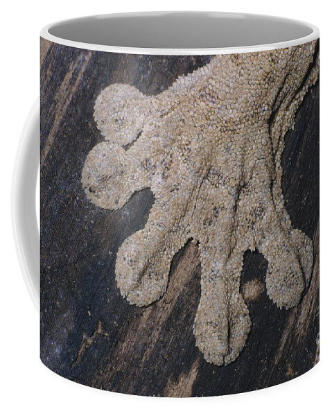 Henkel's Leaf-tailed Gecko Coffee Mug featuring the photograph Leaf-tailed Gecko Foot by Nature's Images