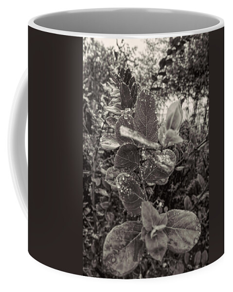 Raindrops Coffee Mug featuring the photograph Leaves 2 by Cathy Anderson