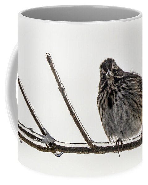 Bird Coffee Mug featuring the photograph Left Leaning Sparrow by Lynellen Nielsen