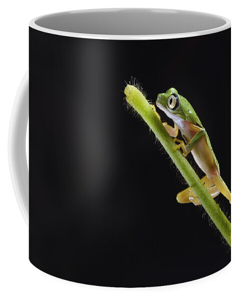 Nis Coffee Mug featuring the photograph Lemur Leaf Frog by Marianne Brouwer