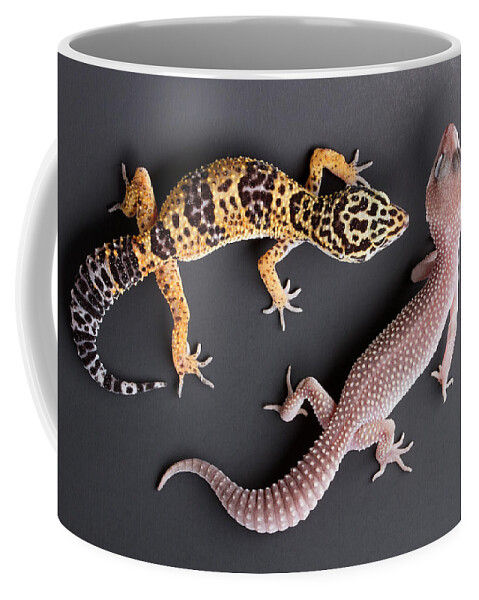 Common Leopard Gecko Coffee Mug featuring the photograph Leopard Gecko E. Macularius Collection by David Kenny