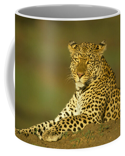 Flpa Coffee Mug featuring the photograph Leopard Masai Mara Kenya by Mark Newman