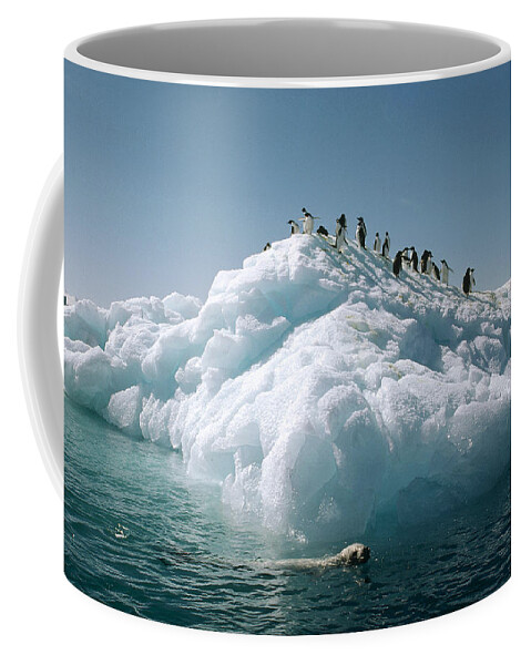 Feb0514 Coffee Mug featuring the photograph Leopard Seal Circles Adelie Penguins by Tui De Roy