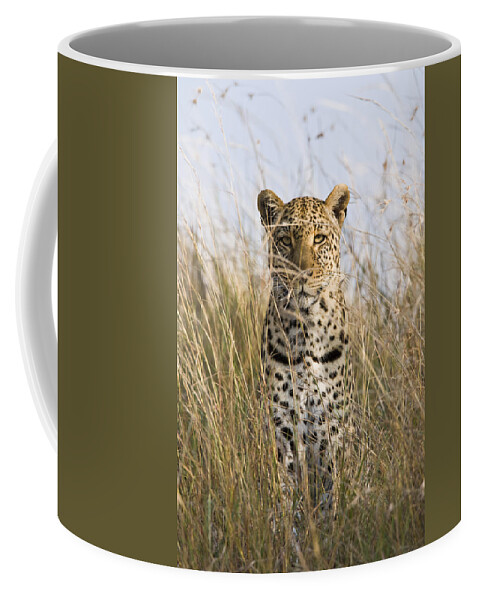 Flpa Coffee Mug featuring the photograph Leopard Stalking Masai Mara Kenya by Elliott Neep