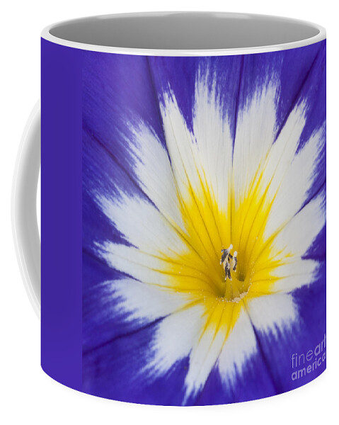 Let The Sun Shine Coffee Mug featuring the photograph Let the Sun Shine by Patty Colabuono