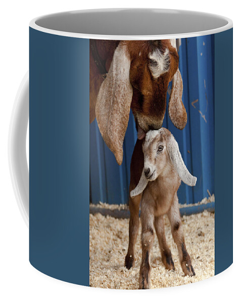 Goat Coffee Mug featuring the photograph Licked Clean by Caitlyn Grasso
