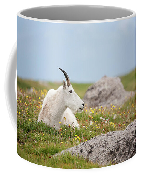 Billie Goat Coffee Mug featuring the photograph Lie Down in Green Pastures by Jim Garrison