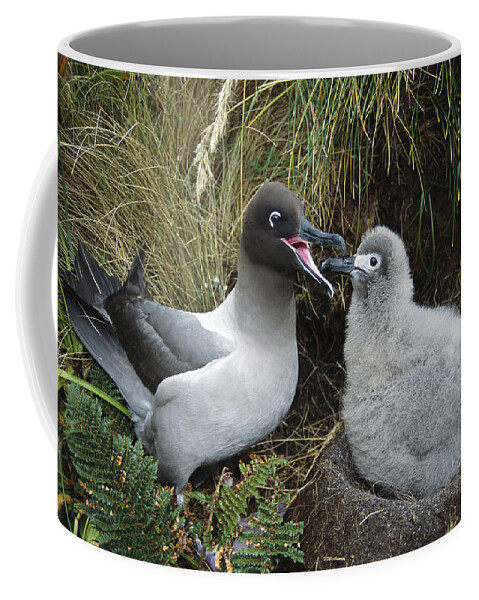 Feb0514 Coffee Mug featuring the photograph Light-mantled Albatross Feeding Chick by Tui De Roy