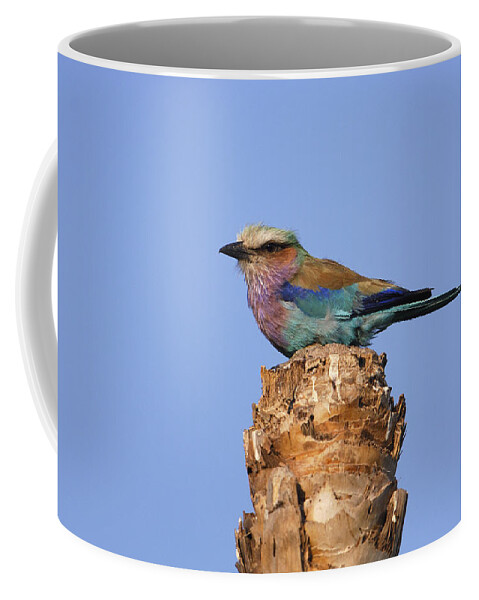 Feb0514 Coffee Mug featuring the photograph Lilac-breasted Roller Perching Africa by Pete Oxford