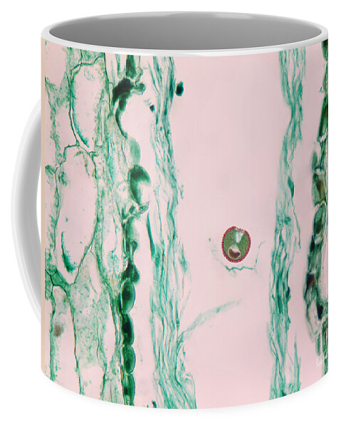 Micrograph Coffee Mug featuring the photograph Lilium Style And Pollen Tubes, Lm by Garry DeLong