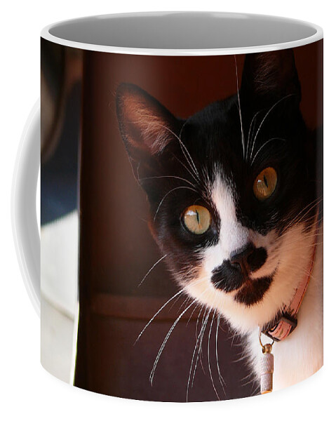 Cat Coffee Mug featuring the photograph Lilly by Evelyn Tambour
