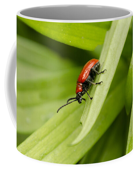 Lily Beetle Coffee Mug featuring the photograph Lily Beetle by Spikey Mouse Photography