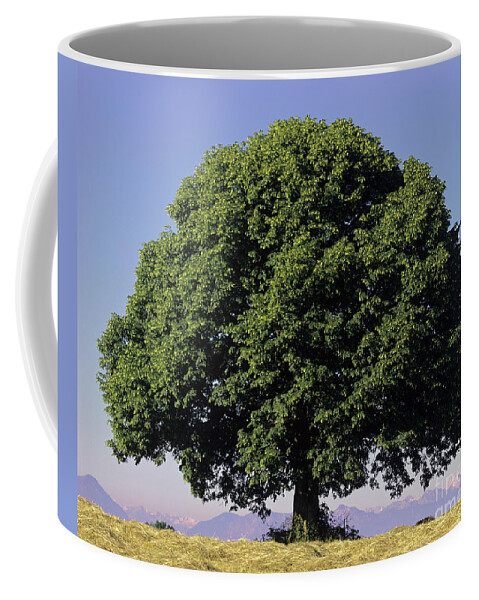 Tilia Platyphyllos Coffee Mug featuring the photograph Linden Tree In Summer by Hermann Eisenbeiss