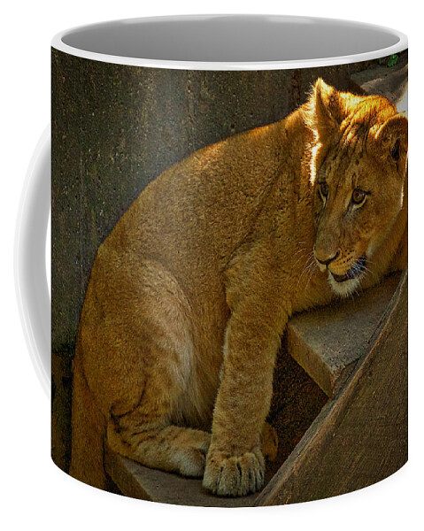 Lion Coffee Mug featuring the photograph Lion Cub by Stuart Litoff