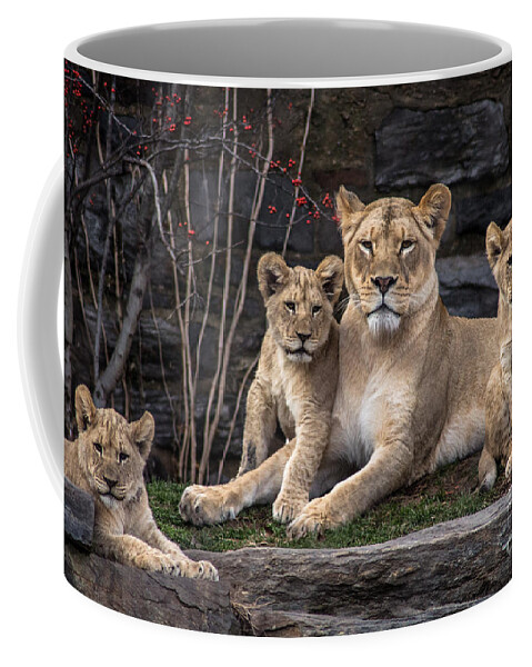 Lion Coffee Mug featuring the photograph Lion Pride by David Rucker