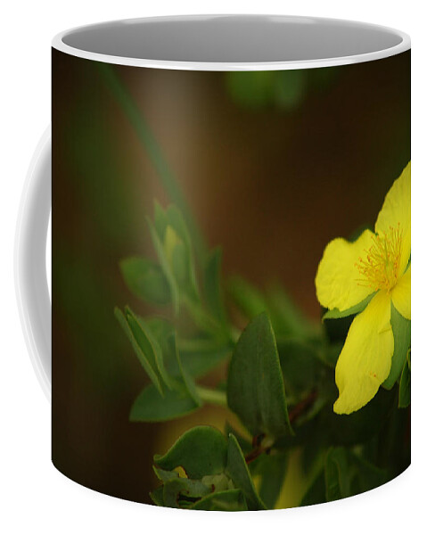 Flower Coffee Mug featuring the photograph Lit Flower by David Weeks