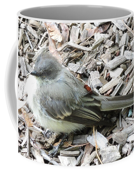 Birds Coffee Mug featuring the photograph Little Junco by Chrissey Dittus