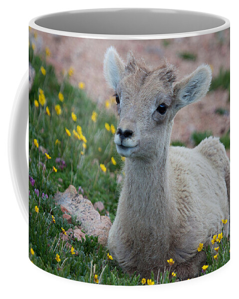Bighorn Sheep Coffee Mug featuring the photograph Little Lamb by Jim Garrison