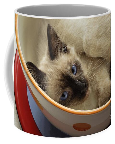 Cat Coffee Mug featuring the photograph Little Miss Blue Eyes by Andee Design