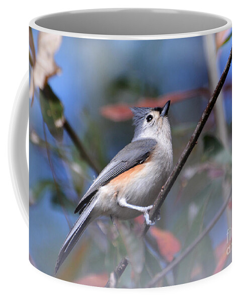 Birds Coffee Mug featuring the photograph Little Tufted Titmouse by Kathy Baccari