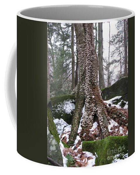 Tinker's Creek Coffee Mug featuring the photograph Living Together 2 by Michael Krek