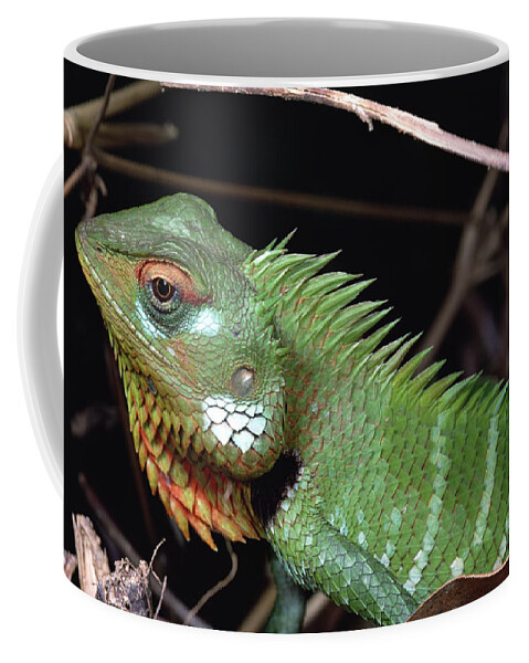 Feb0514 Coffee Mug featuring the photograph Lizard Portrait Sinharaja Biosphere by Mark Moffett