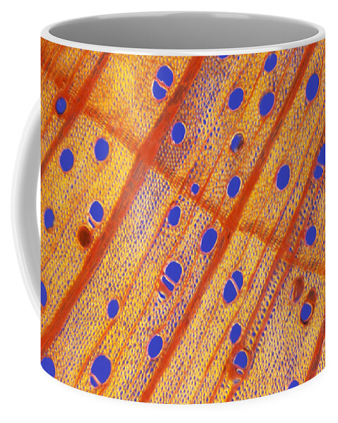 Micrograph Coffee Mug featuring the photograph Lm Of Wood From Sugar Maple Tree by James Bell